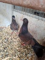 Koppel sierduiven, Dieren en Toebehoren, Vogels | Duiven, Meerdere dieren, Overige soorten