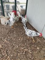 TE KOOP BROEDEIEREN VAN BONTE LEGHORN KIPPEN, Dieren en Toebehoren, Pluimvee, Geslacht onbekend, Kip