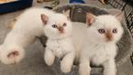 Lieve britse korthaar kittens cinnamon&fawn point stamboom, Meerdere dieren, Gechipt