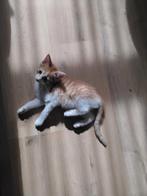 Rode cypres kitten vrouwtje, Dieren en Toebehoren, Katten en Kittens | Overige Katten, Poes