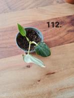 Philodendron Verrucosum Incensi stekje, Huis en Inrichting, Kamerplanten, Ophalen of Verzenden, Overige soorten, Minder dan 100 cm