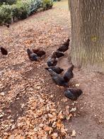 Barneveldse dubbelgezoomde kippen/ haan, Dieren en Toebehoren, Pluimvee, Vrouwelijk, Kip