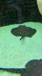 potamotrygon rog female 20 cm, Dieren en Toebehoren, Vis