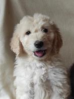 Prachtige medium labradoodle pups, Overige rassen, CDV (hondenziekte), 8 tot 15 weken, Meerdere