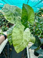 Alocasia Odora Batik - Olifantsoor, Huis en Inrichting, Kamerplanten, Overige soorten, In pot, Minder dan 100 cm, Groene kamerplant