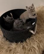 100% raszuivere Britse korthaar kittens, Lilac en Blauw, Meerdere dieren, Ontwormd, 0 tot 2 jaar