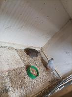 Dwergkartels 5stuks en elegant parkiet, Meerdere dieren