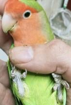 Prachtige lieve tamme agapornis roseicollies, Dieren en Toebehoren, Vogels | Parkieten en Papegaaien, Meerdere dieren, Dwergpapegaai of Agapornis