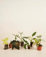 Planten gezocht, Ophalen of Verzenden, Overige soorten, Minder dan 100 cm