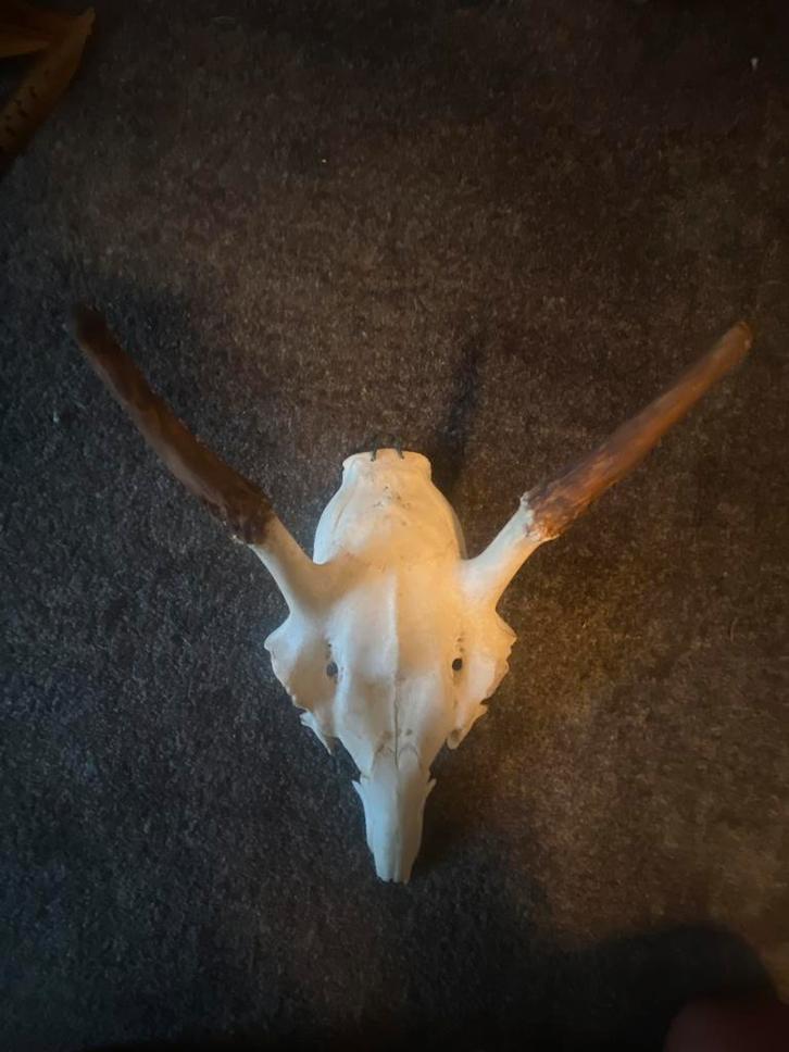 Schedel spitser (edelhert), Verzamelen, Dierenverzamelingen, Nieuw, Schedel, Wild dier, Verzenden