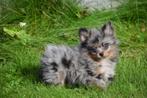 Dwergkees pups ,pomeriaan,keeshond ,spitz pup 💖💖💖, Dieren en Toebehoren, België, Keeshond, 15 weken tot 1 jaar, Meerdere