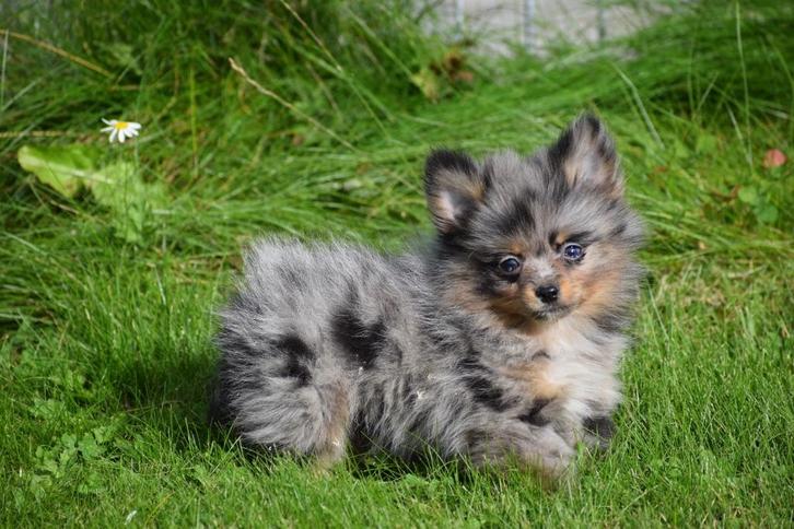 Dwergkees pups ,pomeriaan,keeshond ,spitz pup 💖💖💖, Dieren en Toebehoren, Honden | Poolhonden, Keeshonden en Oertypen, Meerdere dieren