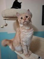 Maine coon kitten (poes), Dieren en Toebehoren, Poes