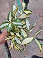 Dracaena Milky Way p12 volle plant, Ophalen of Verzenden, Overige soorten, Minder dan 100 cm