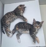 Kittens van een Bengaalse moeder, Dieren en Toebehoren, Katten en Kittens | Raskatten | Korthaar, Meerdere dieren, Ontwormd, 0 tot 2 jaar