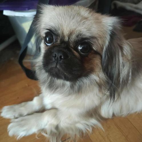Pika, klein Pekinees meisje 1 jaar, Dieren en Toebehoren, Honden | Chihuahua's en Gezelschapshonden, Teef, Pekingees of Dwergspaniel