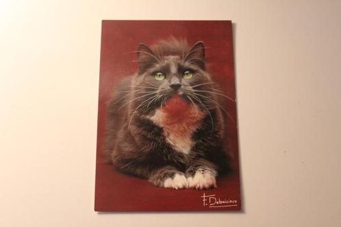 Katten Postkaart - Prachtige Chinchilla Poes, groene Ogen Fr, Verzamelen, Ansichtkaarten | Dieren, Ongelopen, 1980 tot heden, Hond of Kat