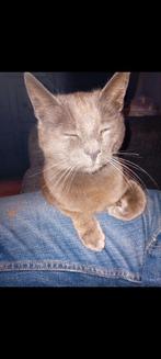 Gezocht  een grijs/blauwe kitten, Ophalen of Verzenden