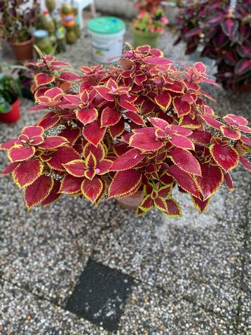 Siernetel (Coleus) – Rood blad met gele rand beschikbaar voor biedingen