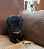 Pekingees pups, Parvo, 8 tot 15 weken, Meerdere, Meerdere dieren