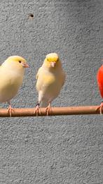 Geel Mozaiek Kanaries, Dieren en Toebehoren, Vogels | Kanaries, Meerdere dieren, Kleurkanarie
