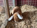 Konijnen, Dieren en Toebehoren, Konijnen, Meerdere dieren, Middelgroot, Hangoor, 0 tot 2 jaar