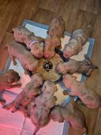 American bully x bordeaux dog pups, Overige rassen, 8 tot 15 weken, Meerdere, Meerdere dieren