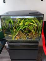 Fluval aquarium 57 L + accessories, Ophalen of Verzenden, Zo goed als nieuw, Gevuld zoetwateraquarium