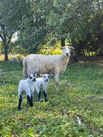 Te koop: Maasduinen ruischapen, Dieren en Toebehoren, Schapen, Geiten en Varkens, Meerdere dieren, Schaap
