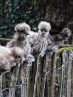 Broedeieren Usa zijdehoen kippen, Dieren en Toebehoren, Pluimvee, Geslacht onbekend, Kip