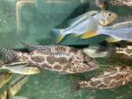 Malawi Nimbochromis Polystigma F1, Dieren en Toebehoren, Vissen | Aquariumvissen