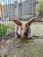 Schattig gevlekte hangoorkonijntjes (2 stuks), Dieren en Toebehoren, Geslacht onbekend, Middelgroot, Hangoor, 0 tot 2 jaar
