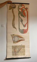 Oude schoolplaat wandkaart anatomie bloedomloop oog huid, Ophalen, Natuur en Biologie
