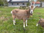 3 jarige stamboek Toggenburger, Vrouwelijk, Geit, 3 tot 5 jaar