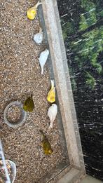 Groen pase partou mannen, Dieren en Toebehoren, Vogels | Kanaries, Mannelijk