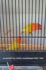 Fischeri Pastellino, Dieren en Toebehoren, Vogels | Parkieten en Papegaaien, Meerdere dieren, Dwergpapegaai of Agapornis, Geringd