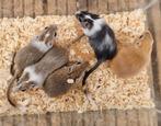 Leuk alternatief voor een hamster gerbils handtam en lief, Dieren en Toebehoren, Augustus, Meerdere dieren, Tam