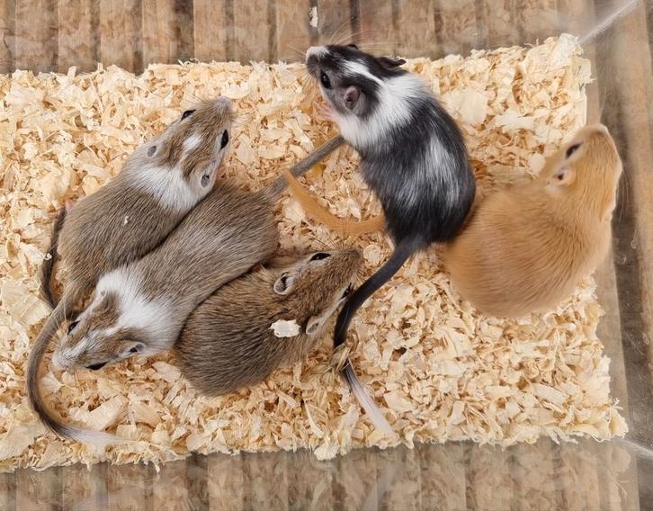 Leuk alternatief voor een hamster gerbils handtam en lief, Dieren en Toebehoren, Knaagdieren, Meerdere dieren, Augustus, Tam