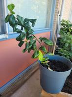 Citroen plant, Tuin en Terras, Ophalen, Minder dan 100 cm, Zomer