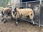 Mooie makke zwoegervrije ooilammeren bonte en een zwarte, Dieren en Toebehoren, Schapen, Geiten en Varkens, Vrouwelijk, Schaap