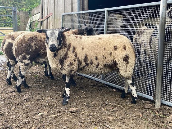 Mooie makke zwoegervrije ooilammeren bonte en een zwarte, Dieren en Toebehoren, Schapen, Geiten en Varkens, Schaap, Vrouwelijk