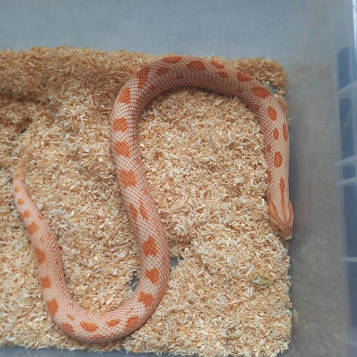 1.1 Heterodon nasicus albino super red anaconda nk.22