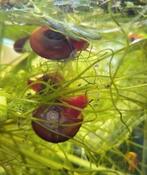 Roze Ramshoornslakjes, Dieren en Toebehoren