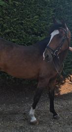 Super knappe allrounder te koop!, Dieren en Toebehoren, Pony's, Ruin, Met stamboom, 3 tot 6 jaar