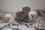 Britse korthaar kittens - blue point en grijs, Dieren en Toebehoren, Katten en Kittens | Raskatten | Korthaar, Meerdere dieren