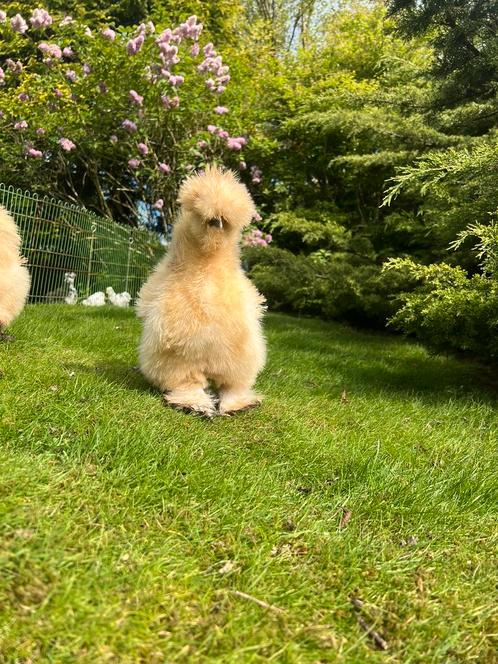 Broedeieren usa zijdehoen(der) buff, Dieren en Toebehoren, Pluimvee, Kip, Geslacht onbekend