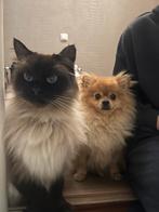Keeshond, Reu, Eén hond, 3 tot 5 jaar, Nederland