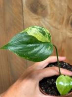 Monstera deliciosa variegata plant lemon lime mint green, Ophalen of Verzenden, Overige soorten, Minder dan 100 cm