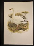 Sneeuwgans, Verzenden, 1980 tot heden, Zo goed als nieuw, Dier