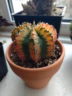 Gymnocalycium mihanovichii variegata - Prachtige cactus!, Huis en Inrichting, Kamerplanten, Ophalen of Verzenden, Minder dan 100 cm